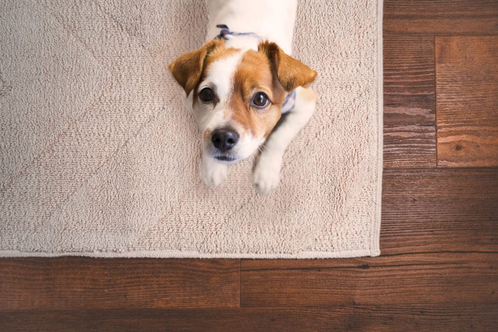 Come scegliere e mantenere i tappeti puliti quando in casa ci sono animali  domestici: consigli e trucchi